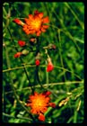 hawkweed