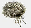 bird nest drawing
