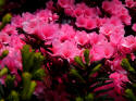 azaleas & yew, Fort Lee, photograph