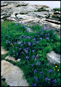 Grey Island Iris, Newfoundland