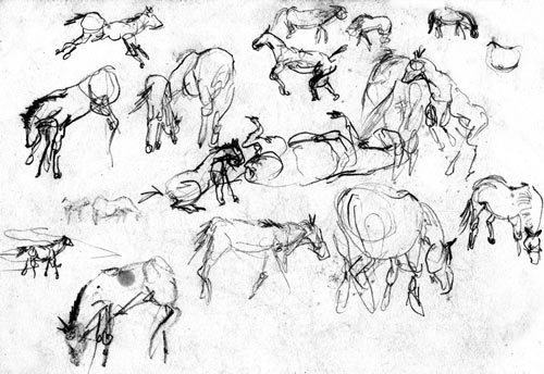 Assateague ponies sketches