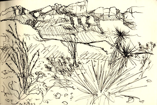 Big Bend cacti sketch