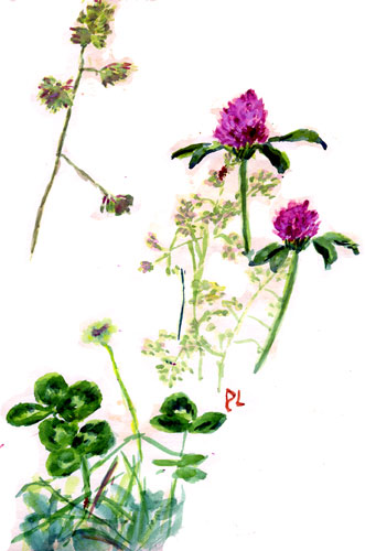 watercolour sketch of clover & grasses, 1978