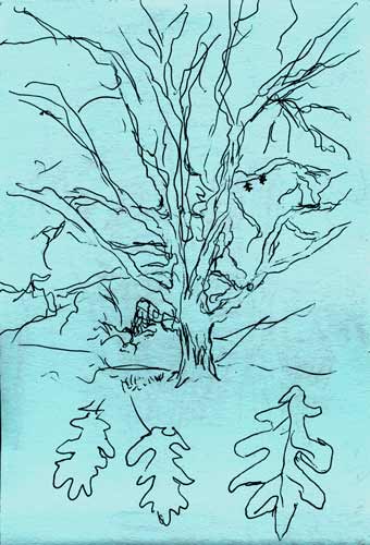 tree drawing of Dickinson tree, Amherst