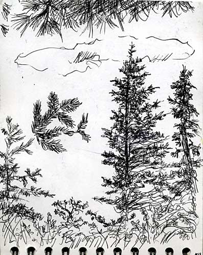 ink sketch of spruce and fir on Gero Island in Chesuncook Lake, Maine 	