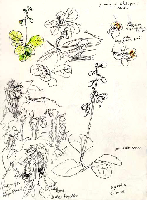sketch of pyrolla & Indian pipes, Forest County, PA
