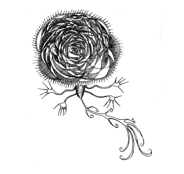 ink drawing of stylized rose