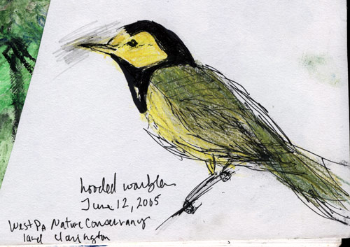 hooded warbler, Clarington, PA, sketch