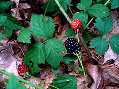 crawling raspberries