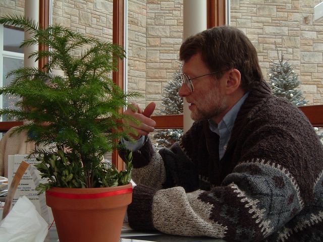 lecturing Norfolk Island pine