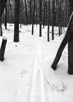 XC ski trail along Western PA Conservancy boundary, Clarington, PA