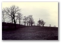 b_w_tree_line_copy.jpg