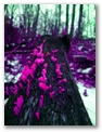 fungi_5834.jpg purple fungi on log in backyard