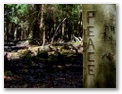 peacetree3456.jpg