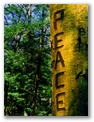 peacetree3458yelo.jpg