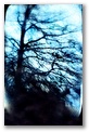 spidery_tree2.jpg