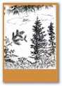 spruce_fir_pine_copy.jpg