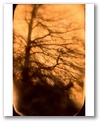 treeprint.jpg