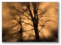 trees11.jpg