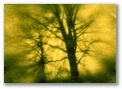 trees5.jpg