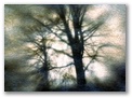 trees_big.jpg