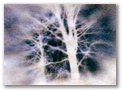trees_oneb.jpg