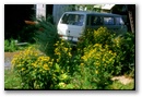 vw_van_daisies.jpg